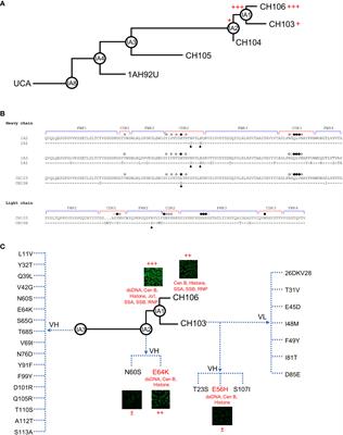 Autoreactivity and broad neutralization of antibodies against HIV-1 are governed by distinct mutations: Implications for vaccine design strategies